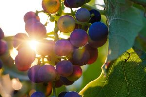 Weintrauben für Wein